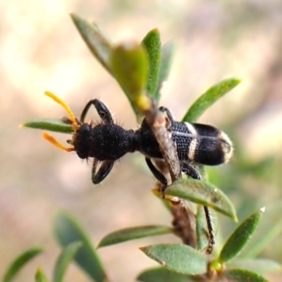 Lemidia accincta (Clerid beetle) at Mount Painter - 14 Dec 2023 by CathB