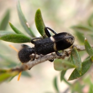 Lemidia accincta at Mount Painter - 14 Dec 2023