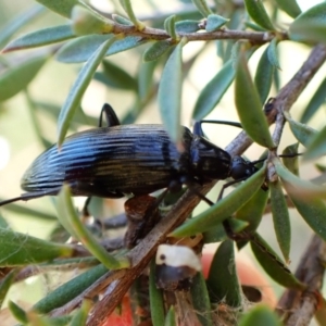 Tanychilus sp. (genus) at Mount Painter - 15 Dec 2023