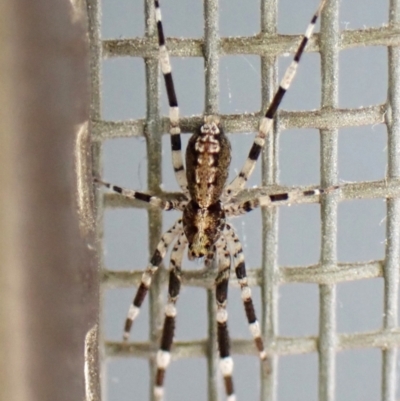 Cycloctenidae (family) (Scuttling Spiders) at Cook, ACT - 12 Dec 2023 by CathB