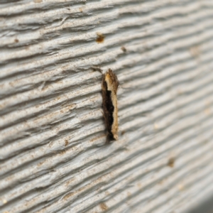 Leptocroca sanguinolenta at QPRC LGA - suppressed