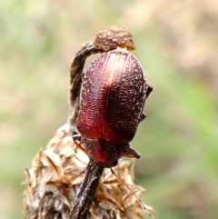 Edusella sp. (genus) (A leaf beetle) at Mount Painter - 9 Dec 2023 by CathB