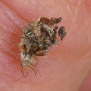 Chrysopidae (family) at QPRC LGA - 1 Jan 2024