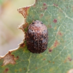 Trachymela sp. (genus) (Brown button beetle) at Mount Painter - 20 Dec 2023 by CathB