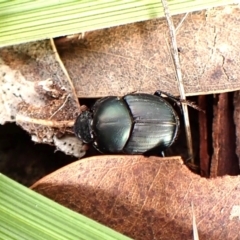 Onthophagus sp. (genus) (Dung beetle) at Mount Painter - 26 Dec 2023 by CathB