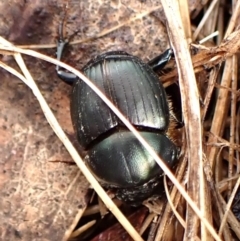 Onthophagus sp. (genus) at Mount Painter - 26 Dec 2023 05:58 PM