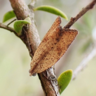 Meritastis ursina (A Tortricid moth) at Cook, ACT - 26 Dec 2023 by CathB