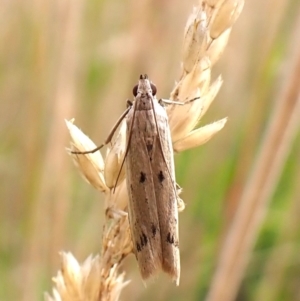 Gelechioidea (superfamily) at Mount Painter - 2 Jan 2024