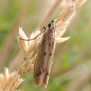 Gelechioidea (superfamily) at Mount Painter - 2 Jan 2024