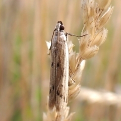 Gelechioidea (superfamily) at Mount Painter - 2 Jan 2024