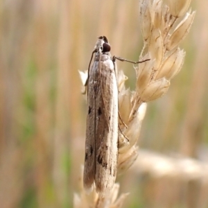 Gelechioidea (superfamily) at Mount Painter - 2 Jan 2024