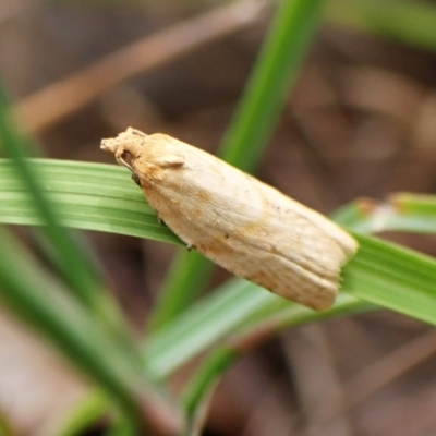 Merophyas divulsana (Lucerne Leafroller (Tortricinae, Archipini) at Mount Painter - 2 Jan 2024 by CathB