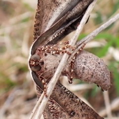 Circopetes obtusata (Grey Twisted Moth) at Cook, ACT - 2 Jan 2024 by CathB