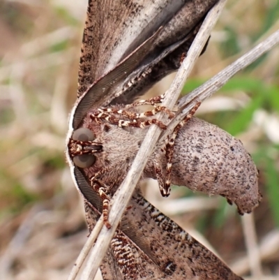 Circopetes obtusata (Grey Twisted Moth) at Cook, ACT - 2 Jan 2024 by CathB