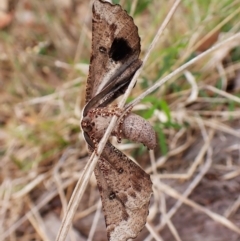 Circopetes obtusata at Mount Painter - 2 Jan 2024