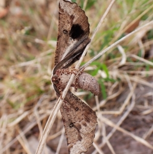 Circopetes obtusata at Mount Painter - 2 Jan 2024 04:00 PM