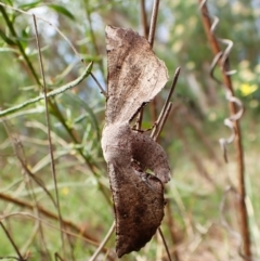 Circopetes obtusata at Mount Painter - 2 Jan 2024