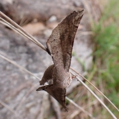 Circopetes obtusata at Mount Painter - 2 Jan 2024