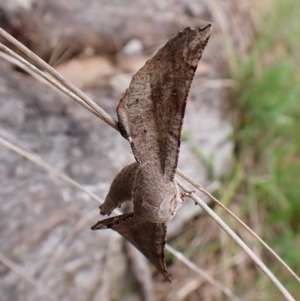 Circopetes obtusata at Mount Painter - 2 Jan 2024 04:00 PM