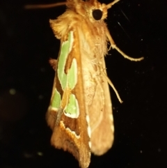 Cosmodes elegans (Green Blotched Moth) at Cook, ACT - 9 Dec 2023 by CathB