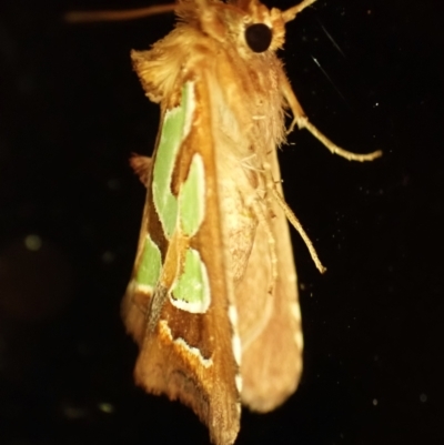 Cosmodes elegans (Green Blotched Moth) at Cook, ACT - 9 Dec 2023 by CathB