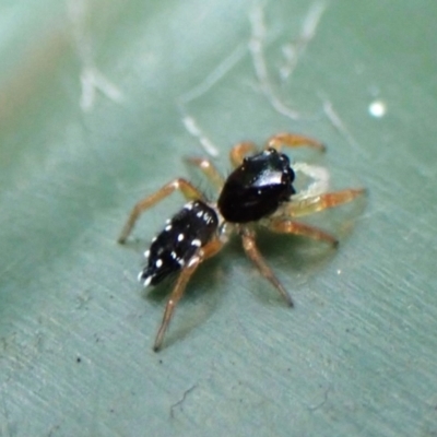 Salticidae (family) at Cook, ACT - 1 Jan 2024 by CathB