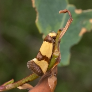 Chrysonoma fascialis at Block 402 - 3 Jan 2024