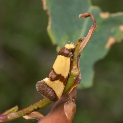 Chrysonoma fascialis (A Concealer moth (Wingia group) at Block 402 - 3 Jan 2024 by Roger