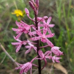 Dipodium punctatum (Blotched Hyacinth Orchid) at Bullen Range - 4 Jan 2024 by Rebeccajgee