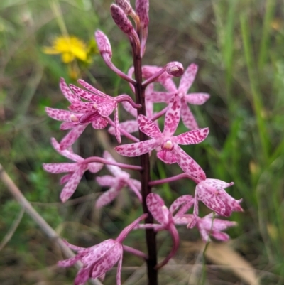 Dipodium punctatum (Blotched Hyacinth Orchid) at Bullen Range - 3 Jan 2024 by Rebeccajgee