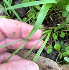 Hypoxis hygrometrica (Golden Weather-grass) at Kangaroo Valley, NSW - 4 Jan 2024 by lbradley