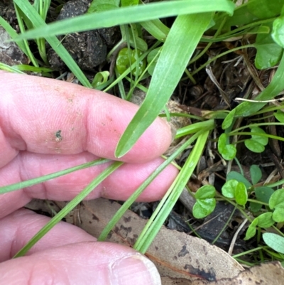 Hypoxis hygrometrica (Golden Weather-grass) at Kangaroo Valley, NSW - 4 Jan 2024 by lbradley