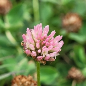 Trifolium pratense at Gundagai, NSW - 4 Jan 2024 11:20 AM