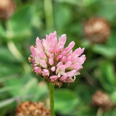 Trifolium pratense (Red Clover) at Gundagai, NSW - 4 Jan 2024 by trevorpreston