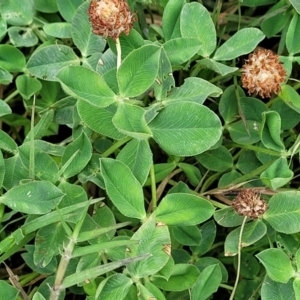 Trifolium pratense at Gundagai, NSW - 4 Jan 2024 11:20 AM