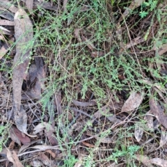 Galium gaudichaudii subsp. gaudichaudii (Rough Bedstraw) at Fadden, ACT - 2 Jan 2024 by LPadg