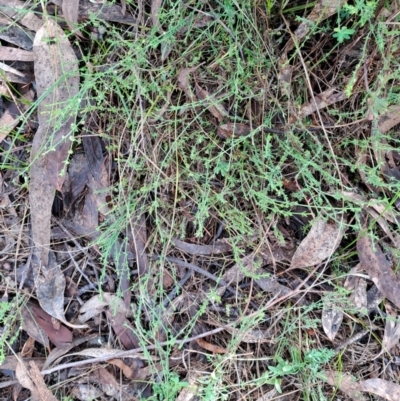 Galium gaudichaudii subsp. gaudichaudii (Rough Bedstraw) at Fadden, ACT - 3 Jan 2024 by LPadg