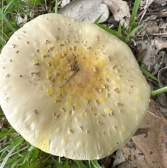 Amanita flavella at Kangaroo Valley, NSW - 4 Jan 2024 by lbradley