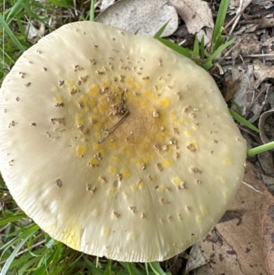 Unidentified Fungus at Kangaroo Valley, NSW - 4 Jan 2024 by lbradleyKV