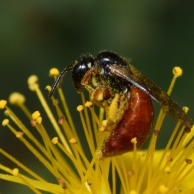 Exoneura sp. (genus) (A reed bee) at QPRC LGA - 2 Jan 2024 by DianneClarke
