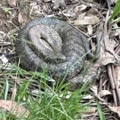 Notechis scutatus (Tiger Snake) at Kangaroo Valley, NSW - 4 Jan 2024 by lbradley