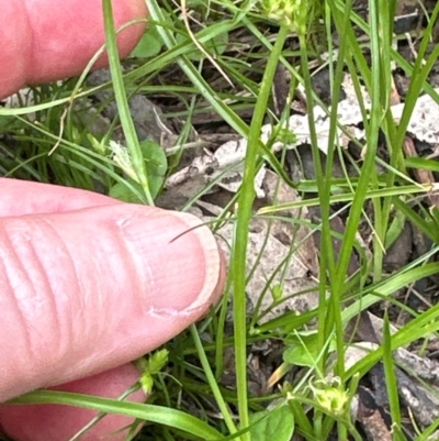 Carex inversa (Knob Sedge) at Kangaroo Valley, NSW - 4 Jan 2024 by lbradleyKV