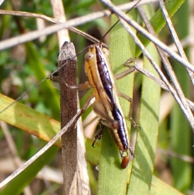 Conocephalomima barameda (False Meadow Katydid, Barameda) at Mount Painter - 2 Jan 2024 by CathB