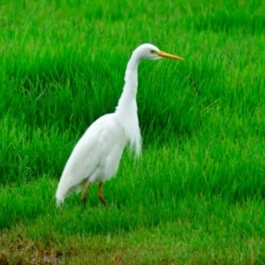 Ardea plumifera at Jerrabomberra Wetlands - 4 Jan 2024