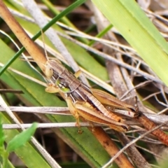 Praxibulus sp. (genus) (A grasshopper) at Cook, ACT - 2 Jan 2024 by CathB
