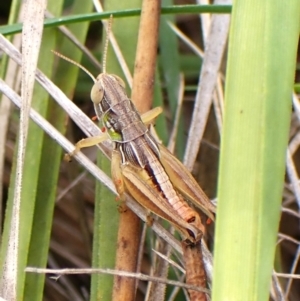 Praxibulus sp. (genus) at Mount Painter - 2 Jan 2024