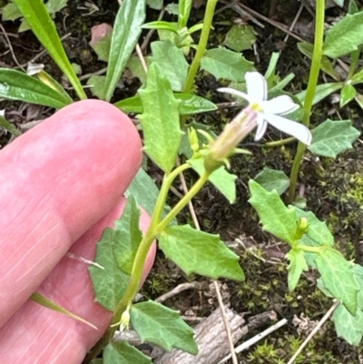 Lobelia purpurascens (White Root) at Kangaroo Valley, NSW - 4 Jan 2024 by lbradley