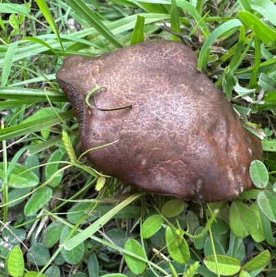 Unidentified Bolete - Fleshy texture, stem central (more-or-less) at Kangaroo Valley, NSW - 4 Jan 2024 by lbradleyKV