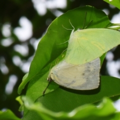Unidentified White & Yellow (Pieridae) at Sheldon, QLD - 3 Jan 2024 by PJH123