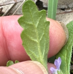 Ajuga australis (Austral Bugle) at Kangaroo Valley, NSW - 4 Jan 2024 by lbradley